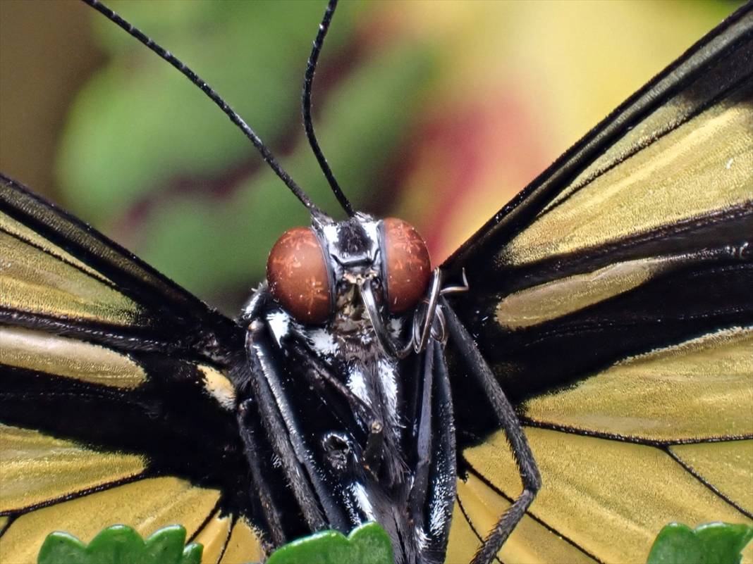 Konya’nın ünlü bahçesindeki detaylar tüyler ürpertti: İyi ki küçükler 16